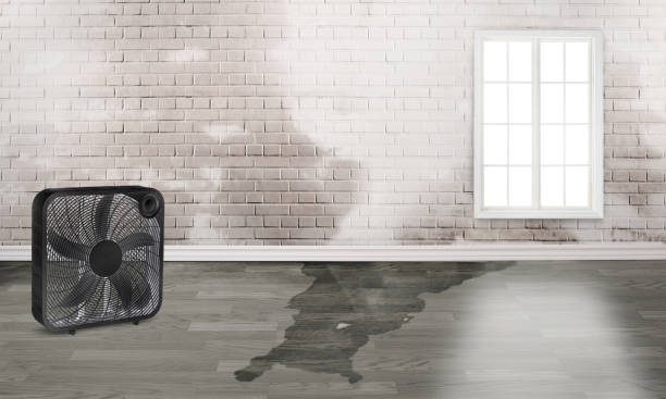 Best Sewage cleanup and water damage restoration  in Troy, IL
